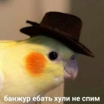 evemeow