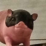 MonkeyD